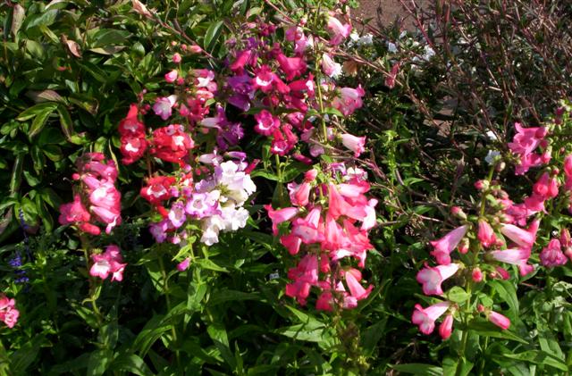 Fleurs du jardin